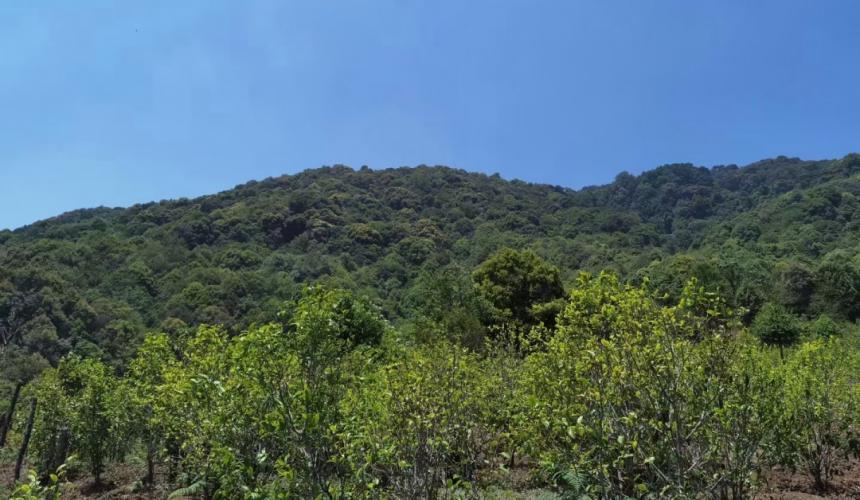 普洱茶山头怪事：看茶圈老司机斗法，场面简直不堪入目